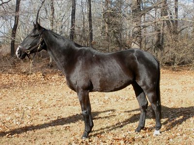 DeMarche, Irish Draught Sport Horse